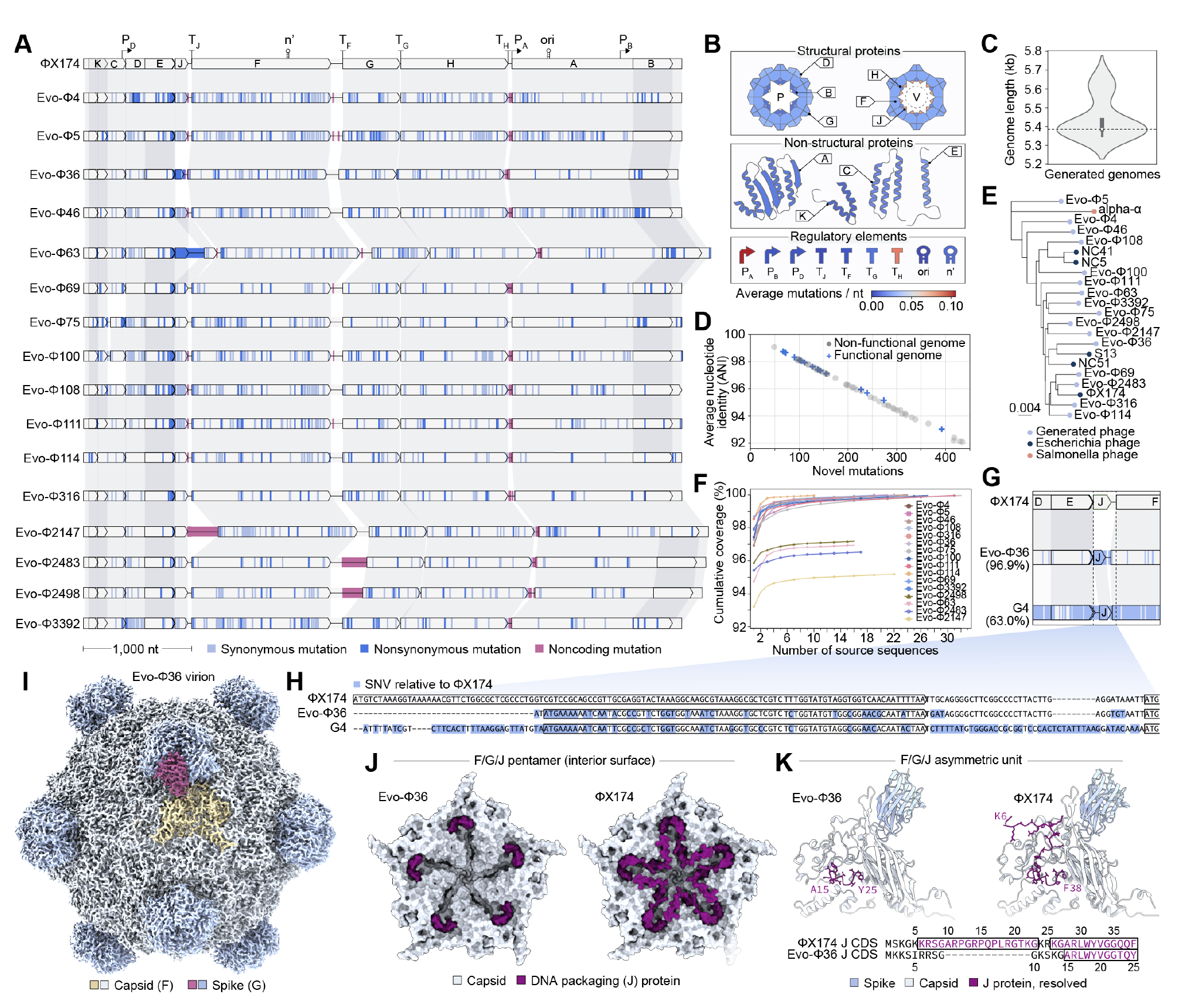 Comparaison des génomes générés et reconstruction cryo-EM du bactériophage Evo-Φ36.