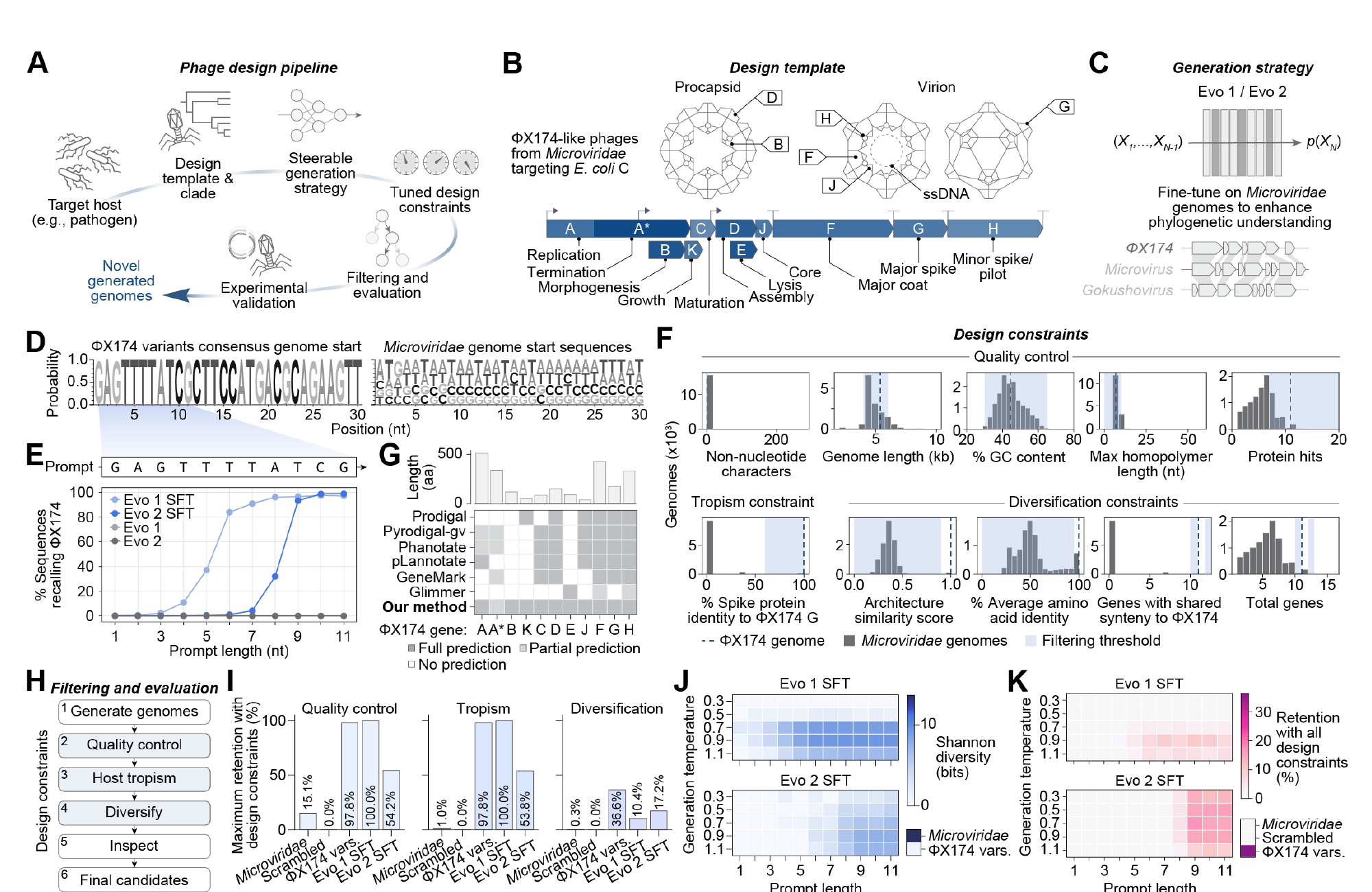 Figure scientifique présentant la chaîne de conception de génomes de bactériophages avec Evo 1 et Evo 2.