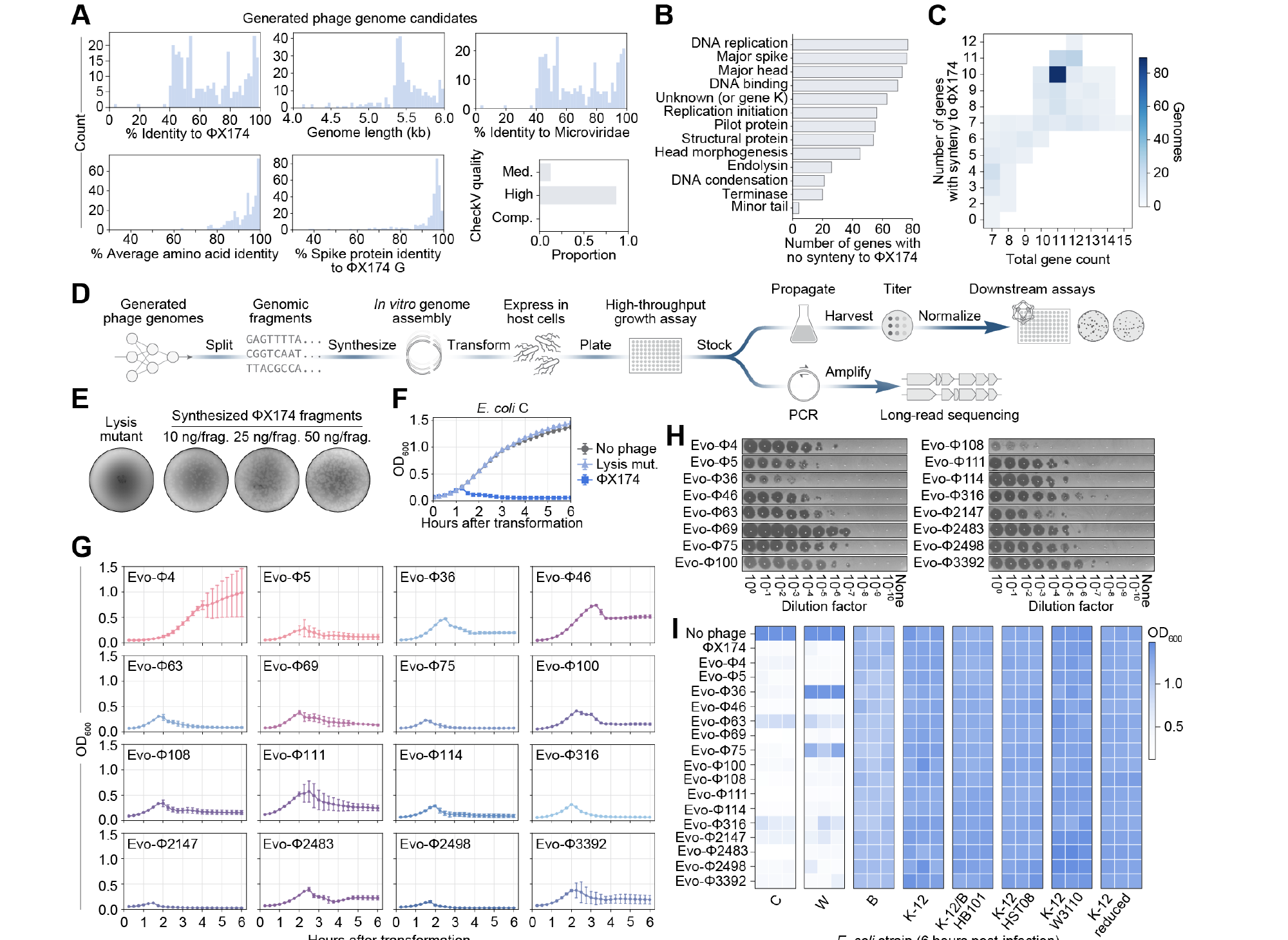 Figure scientifique montrant la synthèse, les essais de croissance et la validation de 16 bactériophages générés avec Evo.