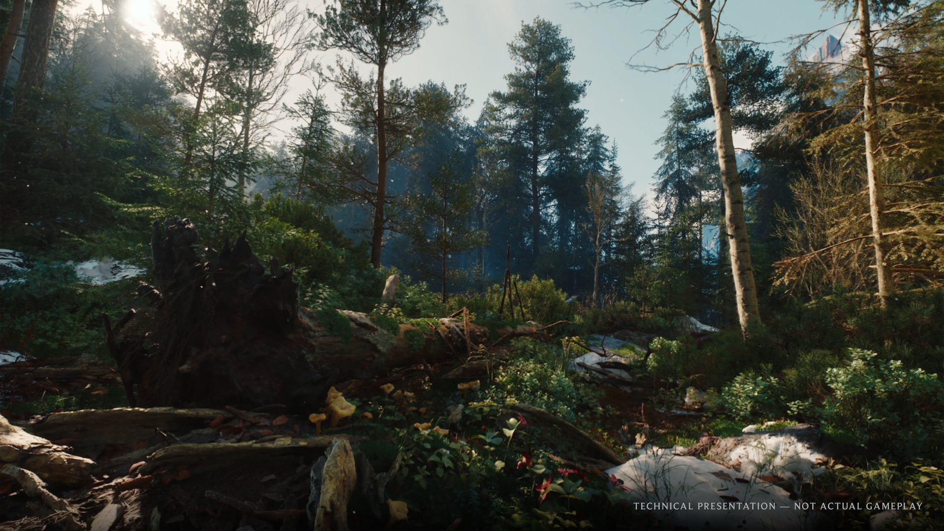Forêt dense de Kovir montrée dans une capture officielle de la démonstration technique UE5 de The Witcher IV.
