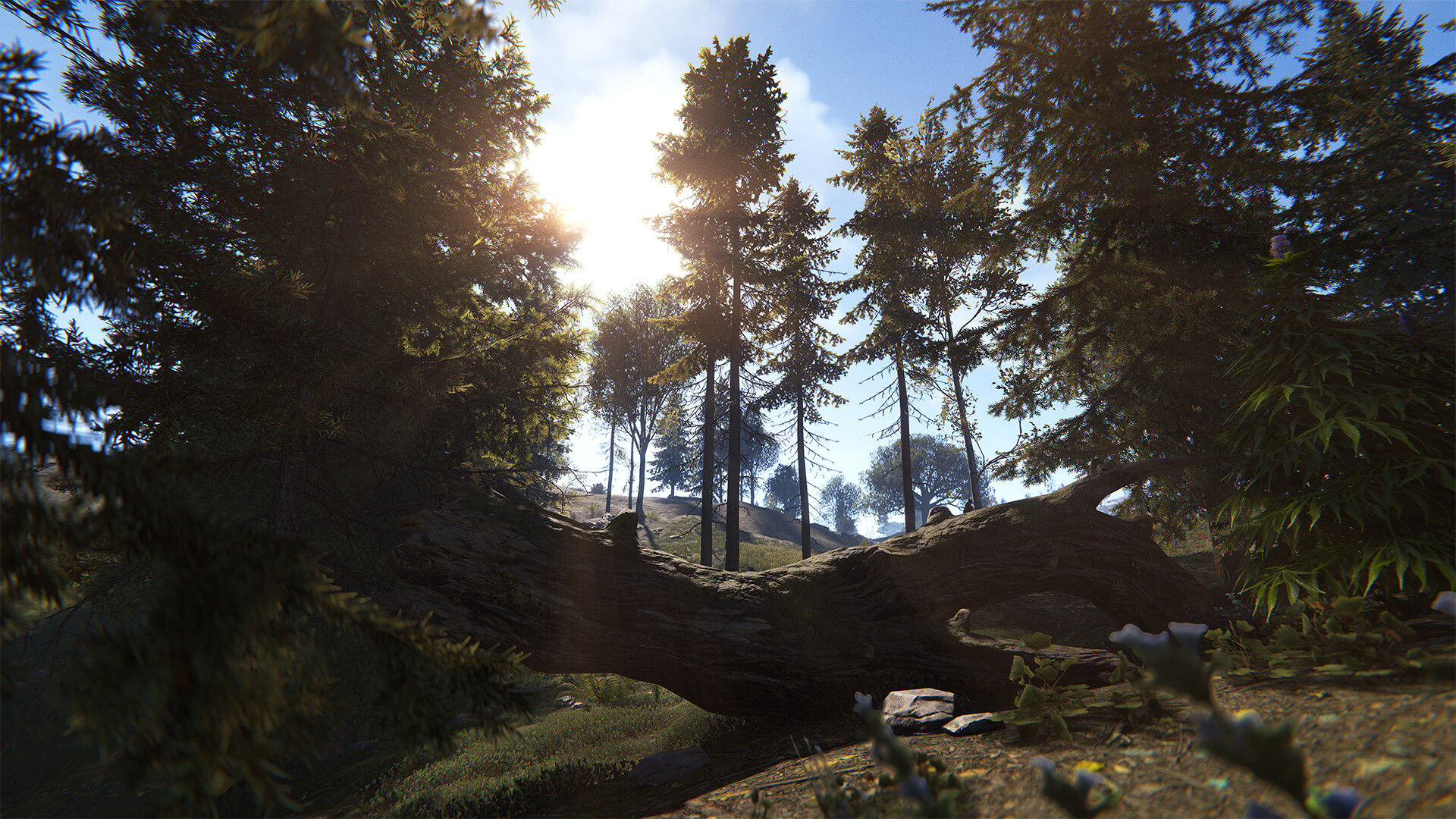 Le soleil éclaire un chemin entre les arbres.